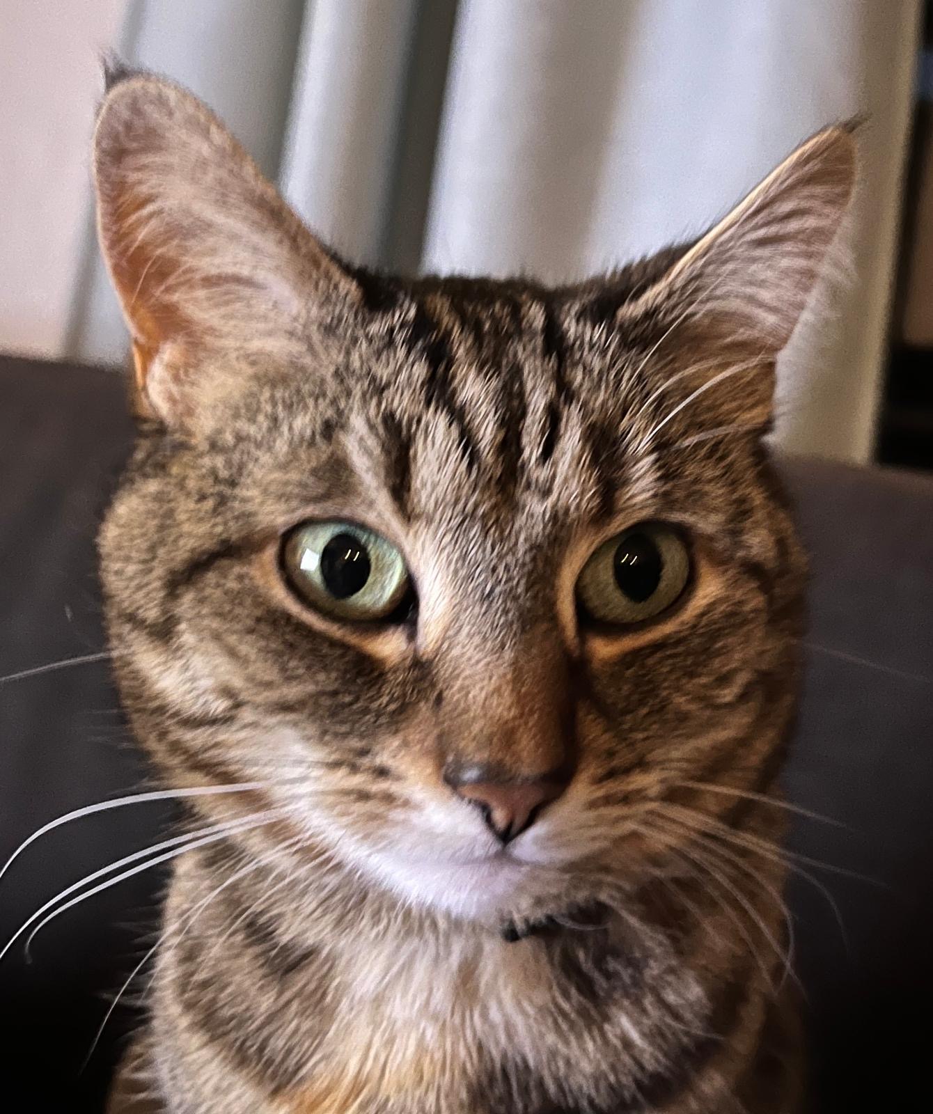 Milli